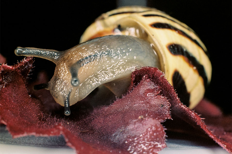 Macro Snail