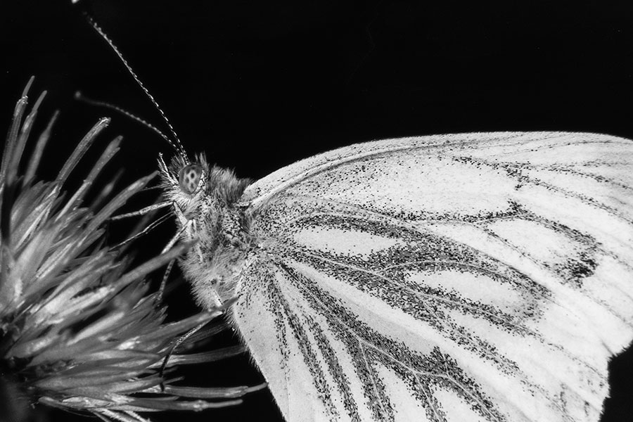 Macro Butterfly shot on Film Ferrania P30